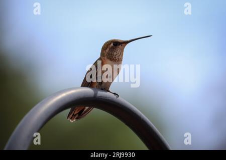 Female Broad-tailed hummingbird or Selasphorus platycercus perching on a post at the Plant Fair Nursey in Star Valley, Arizona. Stock Photo