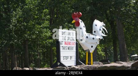 UNITED STATES - 08-21-2023: Its whats for dinner tonight near Bluemont Virginia.   (Photo By Douglas Graham/WLP) Stock Photo