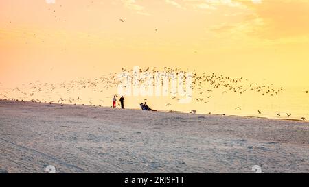 A flock of seagulls flying over a beach on the Gulf coast of Florida Stock Photo