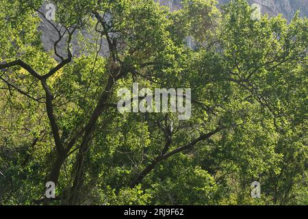 Mexican spider monkey, jungle, trees, green, swinging, light at chiapas, mexico Stock Photo