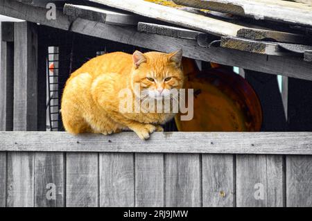 Street fat red cat lying on the fence Stock Photo