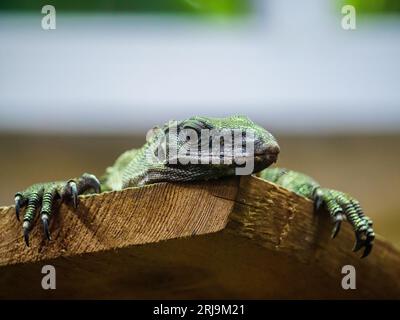 A small monitor lizard resting on a wooden plank Stock Photo
