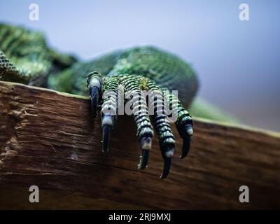 A close-up of the hand of a small monitor lizard resting on a wooden plank Stock Photo