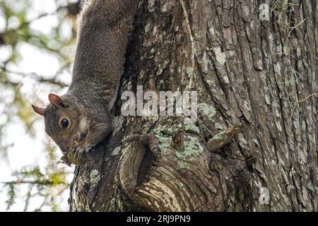 Eastern gray squirrel (Sciurus carolinensis) hanging upside down on a tree trunk eating a nut in Jacksonville, Florida. (USA) Stock Photo