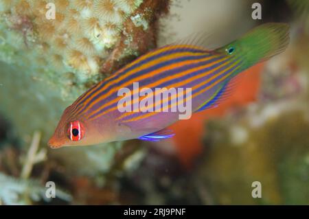 Sixstripe Wrasse, Pseudocheilinus hexataenia, Alam Anda dive site, Seraya, Karangasem, Bali, Indonesia Stock Photo