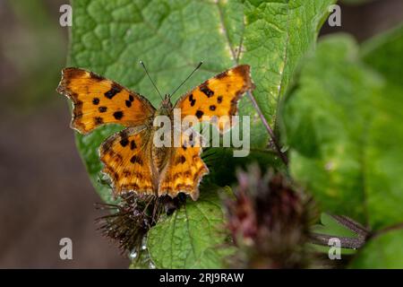 A comma butterrfly sitting on a green leaf Stock Photo