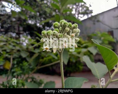 A close-up of a potato plant in bloom, featuring small white flowers and green developing fruit. The vibrant green leaves create a lush backdrop. Stock Photo