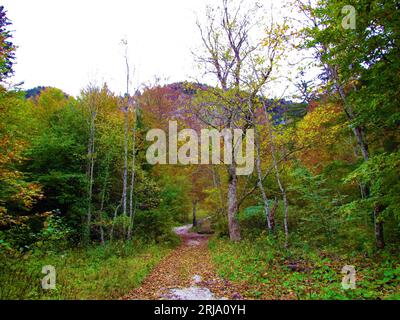 Gravel road leading through a colorful orange and yellow autumn broadleaf, deciduous forest on a steep slope Stock Photo