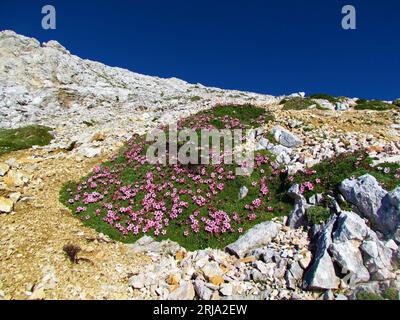 Pink blooming Potentilla nitida flowers growing on rocky alpine landscape in Julian alps, Slovenia Stock Photo