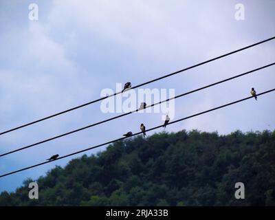 Birds perching on power lines Stock Photo