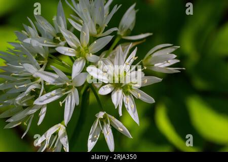 Beautiful blooming white flowers of ramson - wild garlic Allium ursinum plant in homemade garden. Close-up. Organic farming, healthy food, BIO viands, Stock Photo