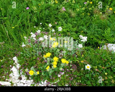 Alpine wild garden with yellow shaggy hawkweed (Hieracium villosum) and white silvery yarrow (Achillea clavennae) flowers Stock Photo