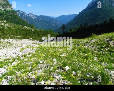 View of Krnica valley in Julian alps and Triglav national park, Gorenjska, Slovenia with yellow blooming buckler mustard (Biscutella laevigata) flower Stock Photo