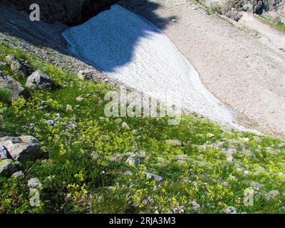 Alpine landscape with yellow blooming buckler mustard (Biscutella laevigata) flowers growing on rock terrain and a patch of snow in the back in Julian Stock Photo