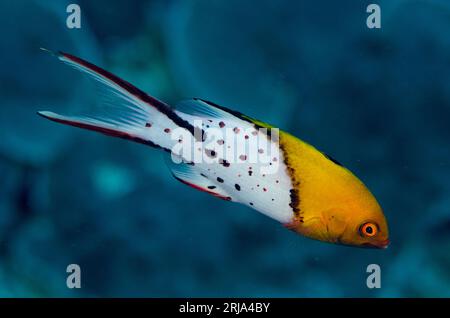 Lyretail Hogfish, Bodianus anthioides, Ngursituli dive site, Ngursituli Island, near Tanimbar, Forgotten Islands, Banda Sea, Indonesia Stock Photo