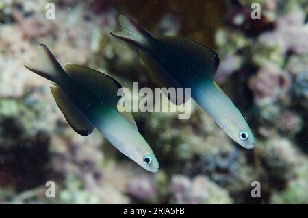 Pair of Twotone Dartfish, Ptereleotris evides, Dai North dive site, Dai Island, near Tanimbar, Forgotten Islands, Banda Sea, Indonesia Stock Photo