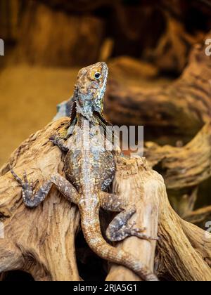 lizard on a stone looking at camera. small dragon in terrarium Stock Photo