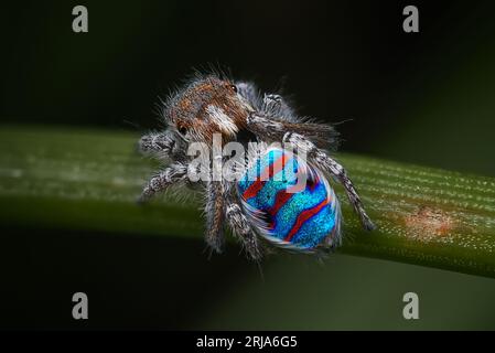 Peacock spider, Maratus speciosus (the Coastal Peacock spider) in his breeding colours. Stock Photo