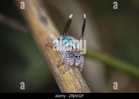 Peacock spider, Maratus speciosus (the Coastal Peacock spider) in his breeding colours. Stock Photo