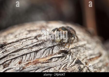Juvenile Peacock spider, Maratus mungaich before the final moult into his breeding colours. Stock Photo