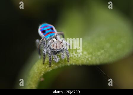 Peacock spider, Maratus speciosus (the Coastal Peacock spider) in his breeding colours. Stock Photo