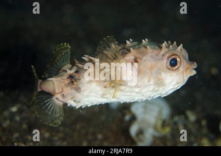 Yellow-spotted Burrfish, Cyclichthys spilostylus, night dive, TK1 dive site, Lembeh Straits, Sulawesi, Indonesia Stock Photo