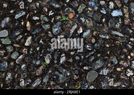 Cobblestone floor texture. Dark wet pebbles and gray dry pebbles with some moss Stock Photo