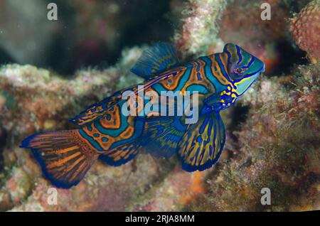 Mandarinfish, Synchiropus splendidus, Bianca dive site, Lembeh Straits, Sulawesi, Indonesia Stock Photo