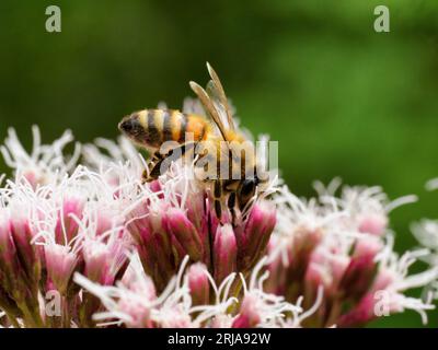 Common Drone Fly - Eristalis tenax - on pink wildflower blooms Stock Photo