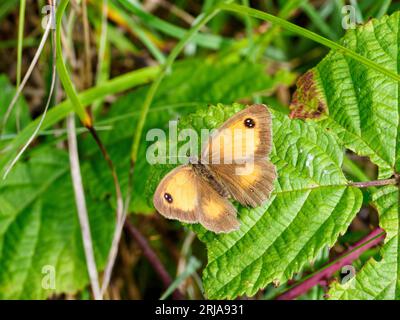 Gatekeeper butterfly - Pyronia tithonus - on green leaf Stock Photo