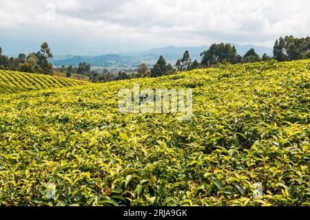 Scenic view of tea farms in Rungwe, Mbeya Region Tanzania Stock Photo