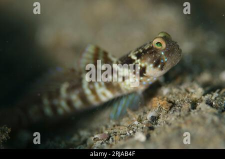 Ventral-Barred Shrimpgoby, Cryptocentrus sericus, standing guard at hole entrance on sand, Serena Besar dive site, Lembeh Straits, Sulawesi, Indonesia Stock Photo