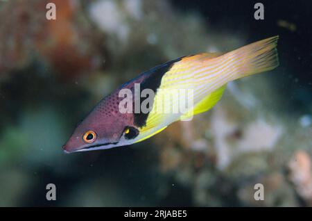 Splitlevel Hogfish, Bodianus mesothorax, Batu Sandar dive site, Lembeh Straits, Sulawesi, Indonesia Stock Photo