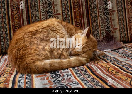 Adorable ginger tabby cat lying on sofa with traditional oriental ornaments and sleeping in daytime on street Stock Photo