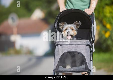 Pet owner during walk with dog in stroller. Happy pampered terrier. Stock Photo