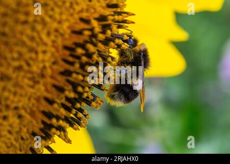 A bee on a sunflower in Sussex, on a sunny summer's day Stock Photo