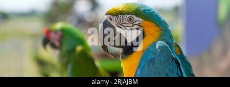 Close-up of the head of a blue and yellow macaw parrot. Two parrots sitting on a branch in sunlight. Banner image with selective focus. Stock Photo