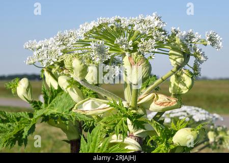 Close-up of the white flower head and buds of the hogweed plant or Heracleum sphondylium on a sunny day in the Netherlands. Stock Photo