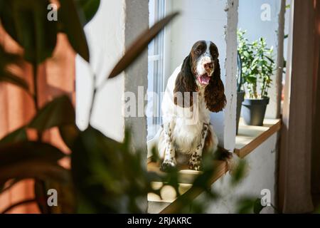 Cheerful, purebred, beautiful dog, english springer spaniel sitting near window at home on warm sunny day. Peeking out Stock Photo