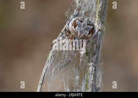 Körbchenspinne, Körbchen-Spinne, Agalenatea redii, Agalenatea redi, Gorse orbweaver, Echte Radnetzspinnen, Araneidae, Araneae Stock Photo