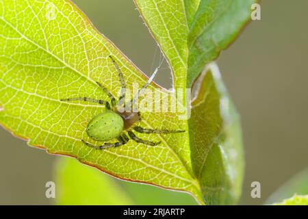 Kürbisspinne, Araniella spec., cucumber green spider, gourd spider, pumpkin spider, Araignée courge, Épeire concombre Stock Photo