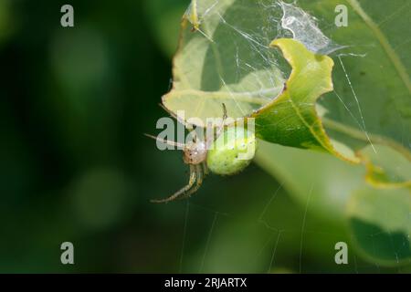 Kürbisspinne, Araniella spec., cucumber green spider, gourd spider, pumpkin spider, Araignée courge, Épeire concombre Stock Photo