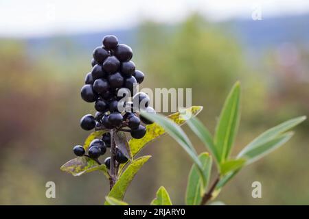 Gewhnlicher Liguster (Ligustrum vulgare) Beeren Stock Photo - Alamy