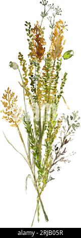 A bouquet of forest wild grasses and flowers. Watercolor illustration on a white background. Stock Vector