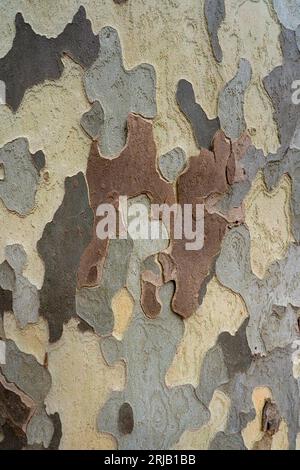 Vertical closeup view of plane tree bark - army camouflage style textured grey brown and creamy natural background Stock Photo