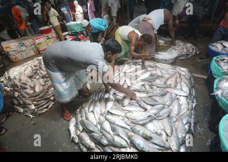 Chandpur fishmarket the largest wholesale market of Hilsha fish in Bangladesh.Hilshas caught from the Meghna river. Chandpur, Bangladesh. August 22, 2 Stock Photo