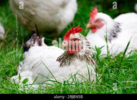 Hens or female chickens sitting on grass on free range poultry farm with birds being reared for egg laying. Close up of head comb and wattles. Ireland Stock Photo