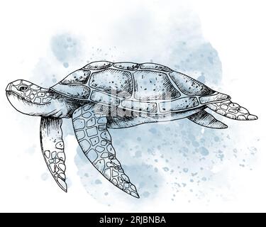 Sea Turtle with watercolor spot. Hand drawn graphic illustration of ocean Tortoise in outline style. Linear engraving of underwater animal painted by black inks. Marine sketch for icon or logo. Stock Photo