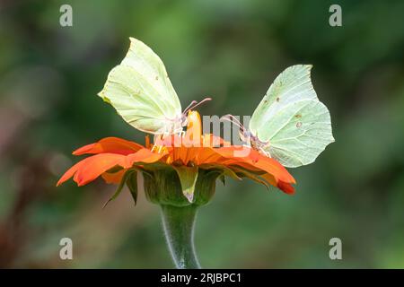 Brimstone butterflies (Gonepteryx rhamni) on orange mexican sunflower (Tithonia rotundifolia 'Torch') flowers in a garden during summer, England, UK Stock Photo