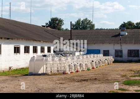 Small calves of cows in a manger in separate houses. Being in an individual nursery allows you to protect young calves from various infections and vir Stock Photo